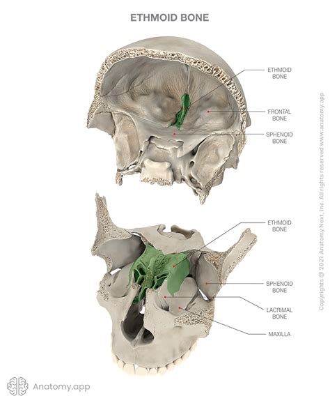 Ethmoid bone | Encyclopedia | Anatomy.app | Learn anatomy | 3D models, articles, and quizzes