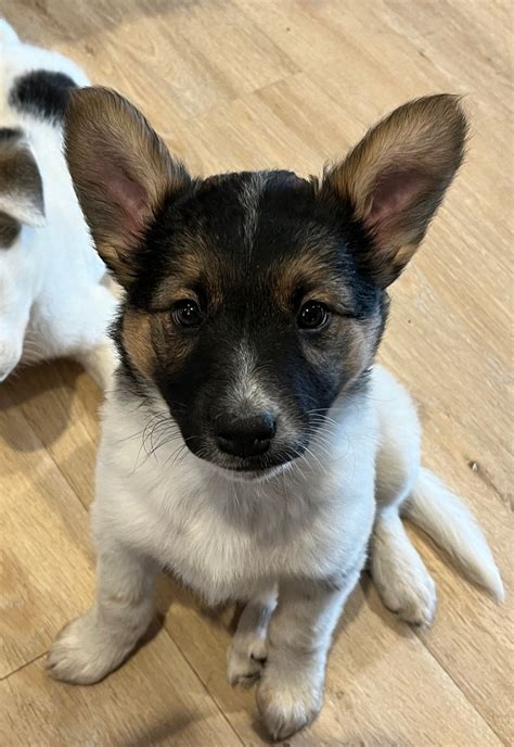 Female Blue Heeler Husky Mix | Dogs & Puppies for Rehoming | Kamloops ...