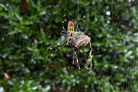 Scared Of The Palm Sized Joro Spider What To Know About The Ballooning