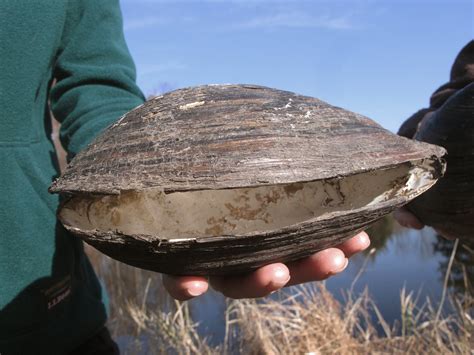 Shell Shock Giant Invasive Mussels Eradicated From US Ponds