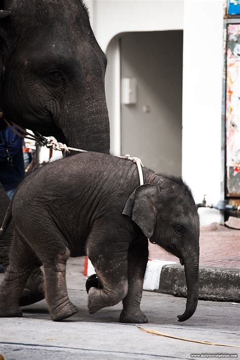 street elephants  baby elephant roams  street   mother