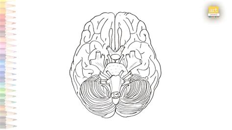 Brain Cranial Nerves Diagram How To Draw Cranial Nerves Step By Step