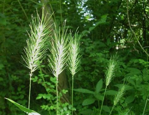 Virginia Wildrye Grass Seeds Pure Air Natives