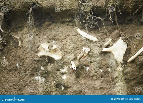 Archaeological Excavations And Finds Bones Of A Skeleton In A Human Burial, A Detail Of Ancient ...