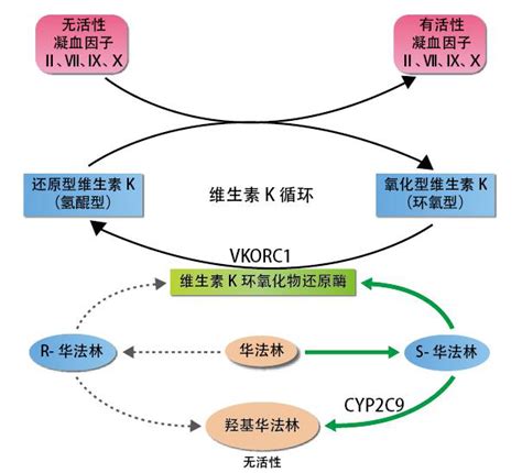 华法林-朗司医疗