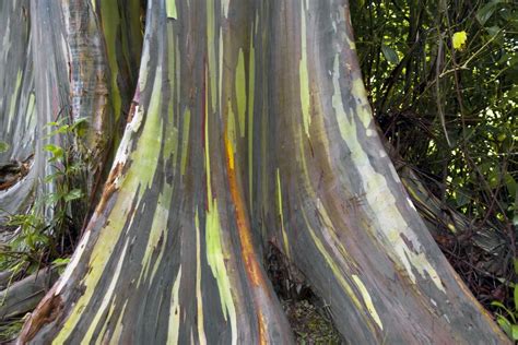 Rainbow Eucalyptus Tree Rainbow Eucalyptus Growing Conditions