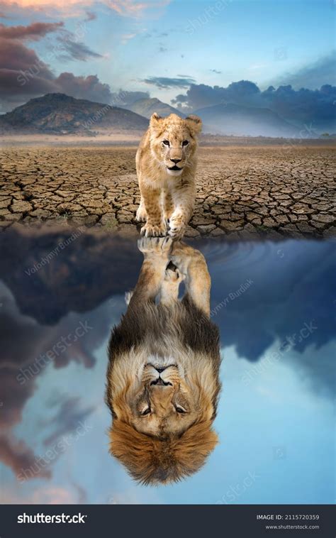 326 Cat Lion Mirror Royalty-Free Photos and Stock Images | Shutterstock