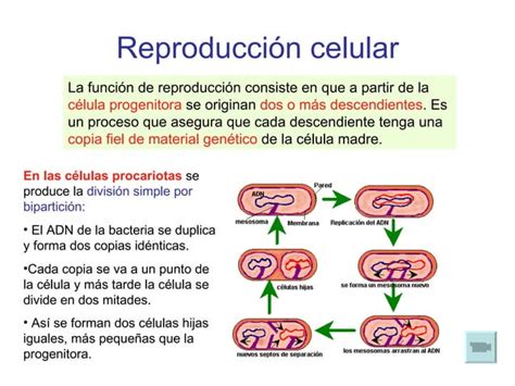 La célula unidad fundamental de vida PPT