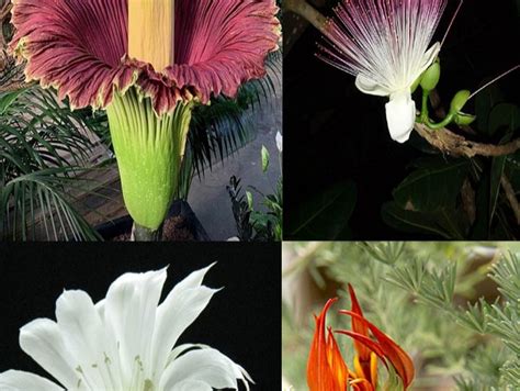 Rarest Flowers Around The World