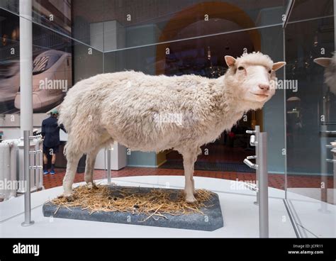 Cloned sheep dolly hi-res stock photography and images - Alamy