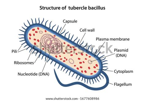 Mycobacterium Tuberculosis Bacteria Structure