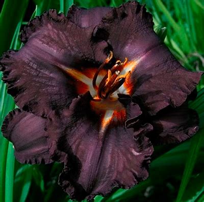 Лилейник гибридный Лонгфилдз Блэк Мэджик l Русские Семена - интернет ...