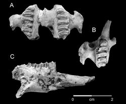 Estudio de la tafonomía del fósil Leporinae claves de su evolución