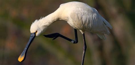 Discover The Magnificent Spoonbill Bird: Astounding Facts, Diet, And Captivating Pictures!