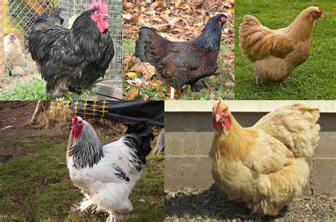 Top 7 Largest Chicken Breeds Also Laying Largest Eggs