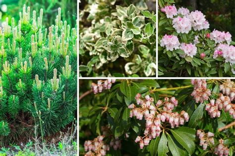 evergreen shrubs   year  lush garden garden lovers club