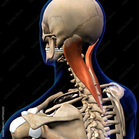 Splenius Capitis Neck Muscle Isolated On Spinal Column Human Skeletal