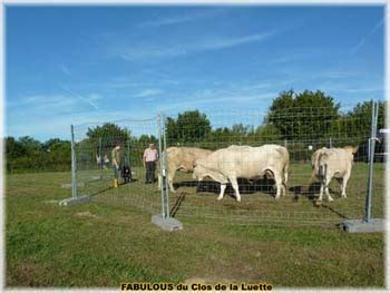 Bouvier Des Flandres Nationale D Elevage Du Bouvier Des Flandres 2011