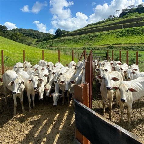 Saiba Tudo Sobre Cria O De Novilha Nelore Boi Sa De