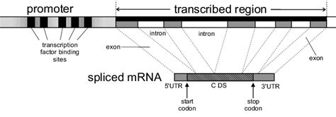 Eukaryotic Gene Structure