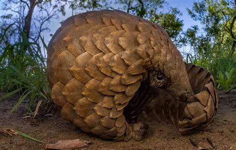 Wallpaper Africa Mozambique Savannah Pangolin Steppe Lizard For