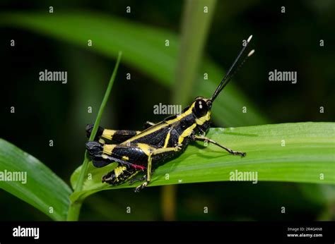 grasshopper traulia azureipennis klungkung bali indonesia stock