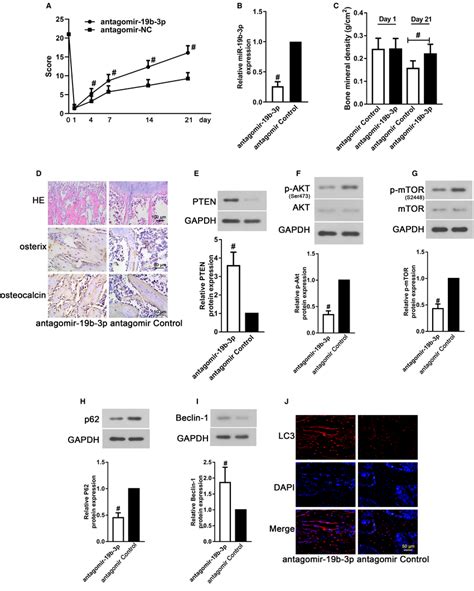 Mir‐19b‐3p Inhibition Alleviated Sci‐induced Bone Loss In Rats A The