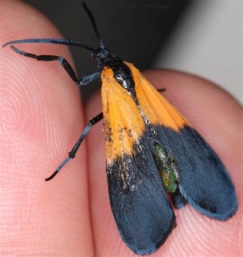 Lichen Moth With Parasite Lycomorpha Pholus BugGuide Net