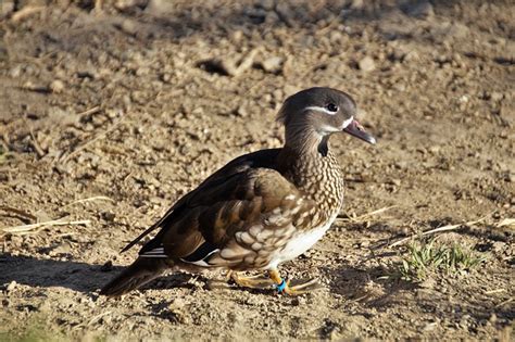 Duck Mandarin Female - Free photo on Pixabay