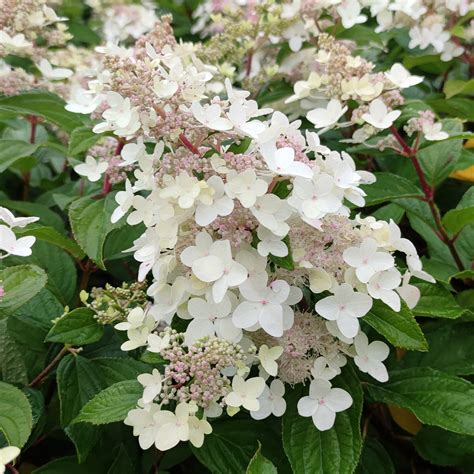 Hydrangea Paniculata Confetti Hortensia Panicul Compact Fleurs