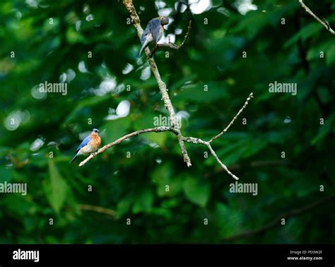 American Blue bird nesting season Stock Photo - Alamy