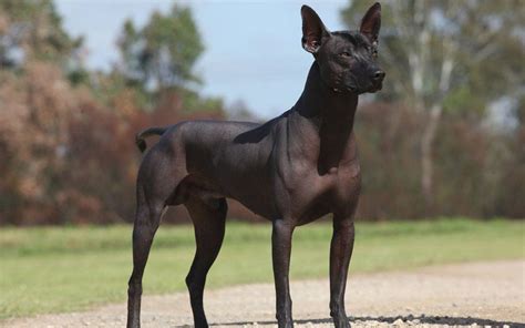 Wazzat Xoloitzcuintle — Xoloitzcuintle Breeder in Bunbury, Australia