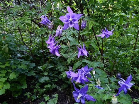 Aquilegia Vulgaris Akelei Wilde Akelei Columbine Hortus Botanicus