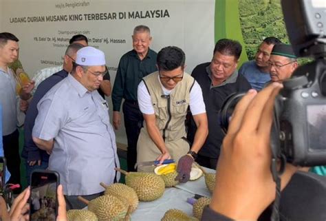 Kelantan Rekod Sejarah Miliki Ladang Durian Musang King Terbesar