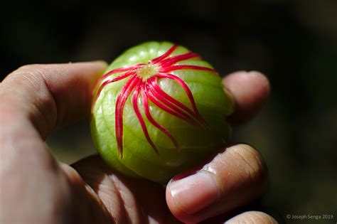 Katmon Fruit : r/Philippines