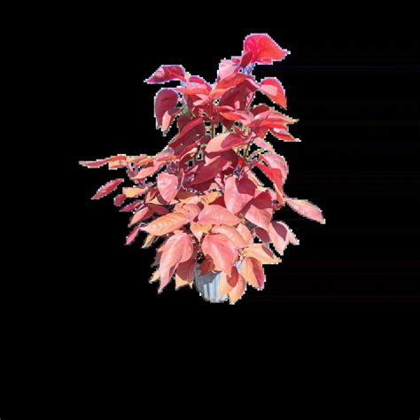 Copperleaf – Acalypha wilkesiana Plants for Sale Miami | We Ship in