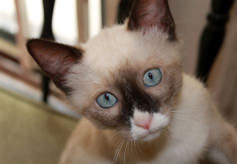 Le Chat Siamois Caractère Origine Conseils Délevage Santé