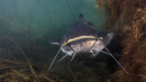 Un Pescador Logra Capturar Al Coloso De Metros Que Se Le Escap En