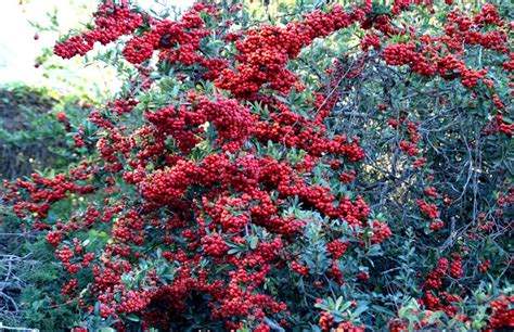 A photo, A thought............: Plant: Opulent pyracantha berries......