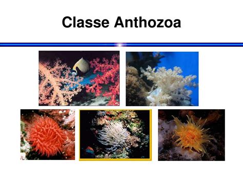 Ppt Filo Cnidaria Powerpoint Presentation Free Download Id4821788