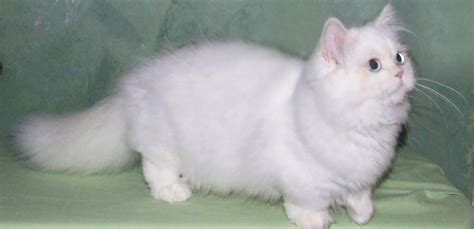 48+ Munchkin Cat White - Furry Kittens