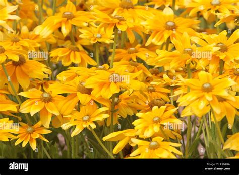 Echinacea Purpurea Cheyenne Spirit Stock Photo Alamy