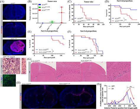 Growth hormone receptor (GHR) overexpression or GHR signalling ...