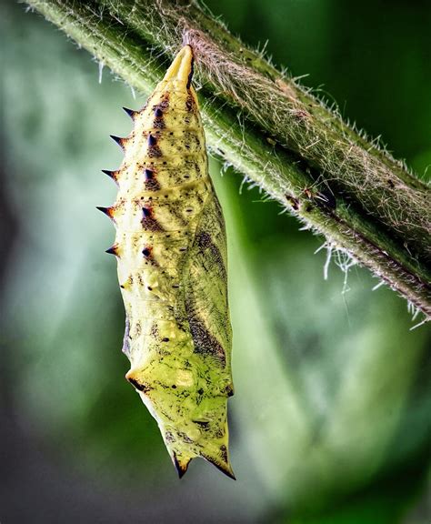 Puppe Schmetterling Transformation Kostenloses Foto Auf Pixabay Pixabay