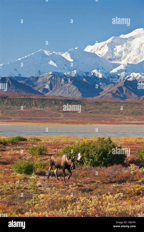 Bull Moose Alaska Hi Res Stock Photography And Images Alamy