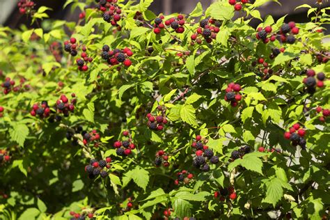 Learn About The Native Black Raspberry — Indigenous Landscapes