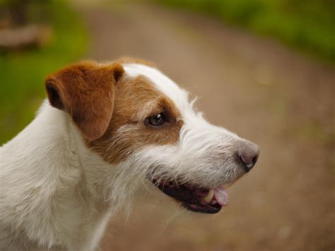 A Que Edad Es Adulto Un Jack Russell Terrier