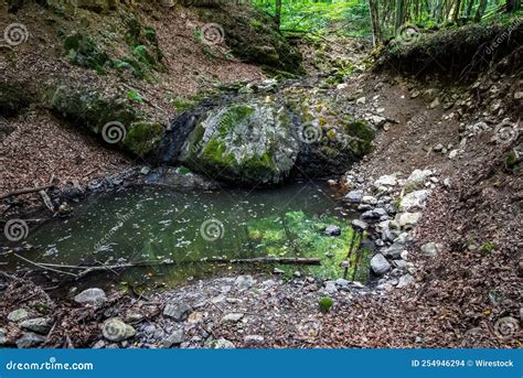 Puddle In A Forest Full Of Water Stock Photo Image Of Narrow Water