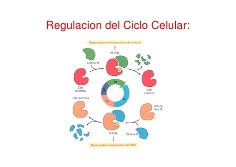 Regulacion Del Ciclo Celular