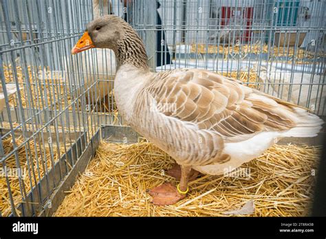 Breed Suchov Goose At The National Exhibition Of Farming Animals Animal